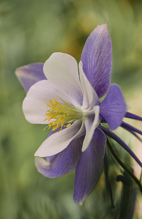 Columbine-Yankee Boy Basin-2