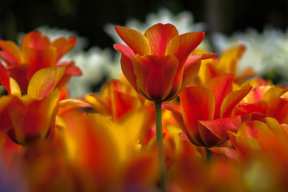 Tulips Holland