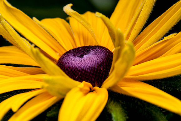 Black-Eyed Susan