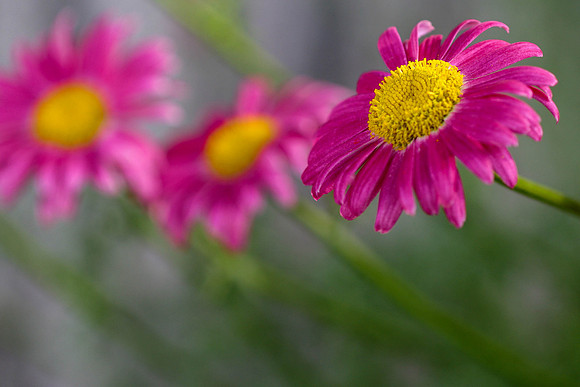 Pink Daisies