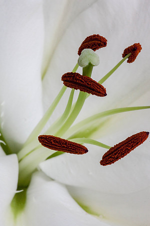White Lily