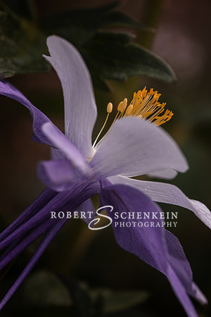 Side view of single purple Colorado columbine.