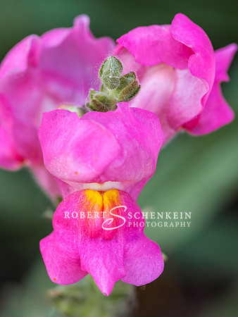 Pink snap dragon.