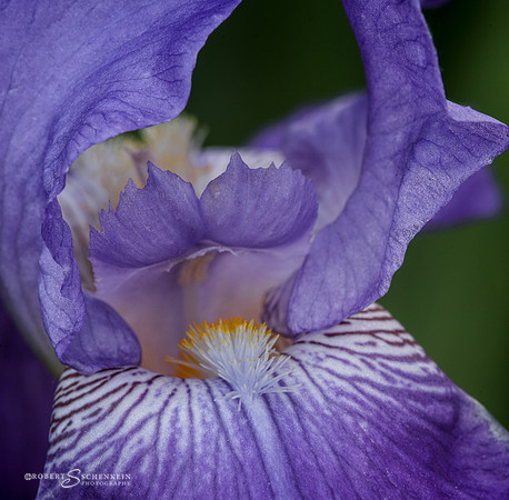Close up of purple iris.