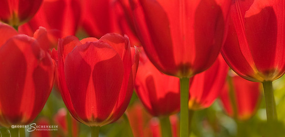 red-tulips-closeup-backlit