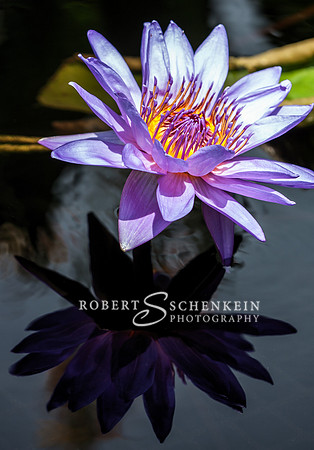 Blueish purple waterlily reflection.