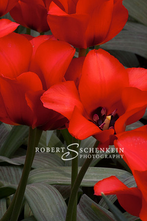 Red tulips from Keukenhof Gardens, Holland