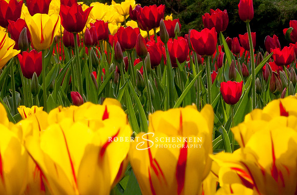 Red and yellow tulips, Keukenhof Gardens, Holland,