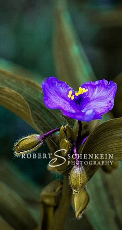 Purple spiderwort.