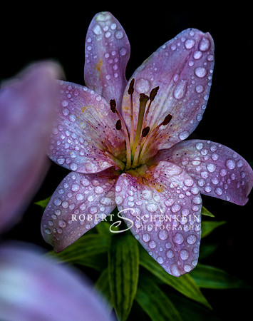 Lily with morning dew.