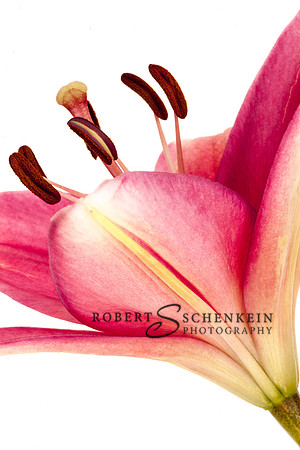 Pinkish red lily against white background.