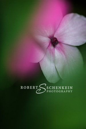 Closeup of phlox seen through the softness of surrounding leaves.