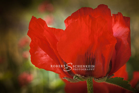 Red poppy, Provence, France.
