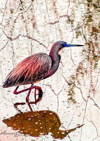 Little St. Simons Island, Georgia, heron.