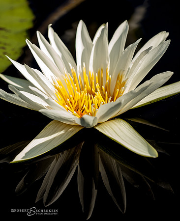 White waterlily and reflection.