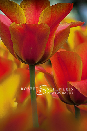 Orange and yellow tulips, Keukenhof Gardens, Holland,