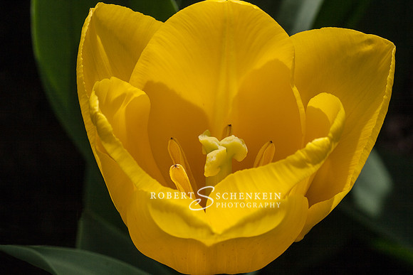 Single yellow tulip, Keukenhof Gardens, Holland