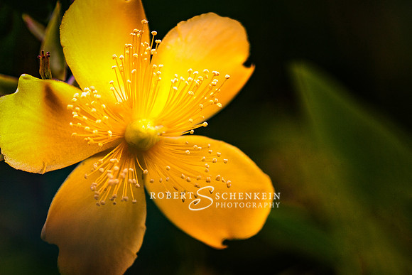 Very soft yellow St. John's Wort.