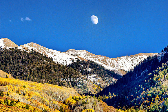 The moon over snow capped mountains framed by golden aspen trees in the Manti-La Sal Forest near Moab, Utah.