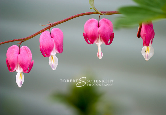 Pink bleeding hearts.