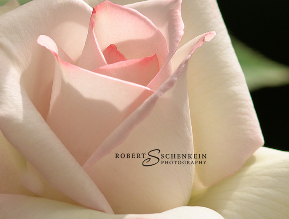 Soft white and pink rose petals.