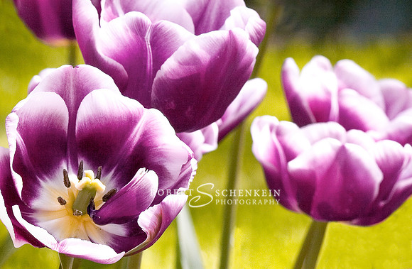Purple Tulips Keukenhof Holland.