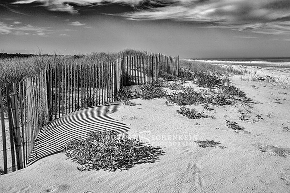 Fences protect the sand dunes of Avalon Beach on the south Jersey shore.