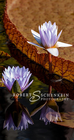 Two purple waterlilies reflected in a pond.