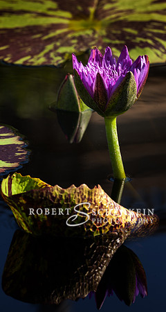 Partly closed purple waterlily.