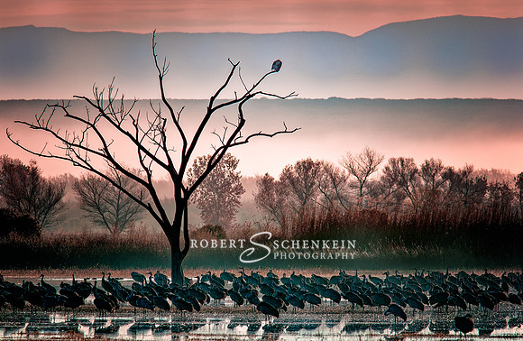 Bosque Del Apache, New Mexico sunset.