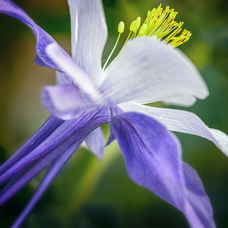 Columbine-Yankee Boy Basin
