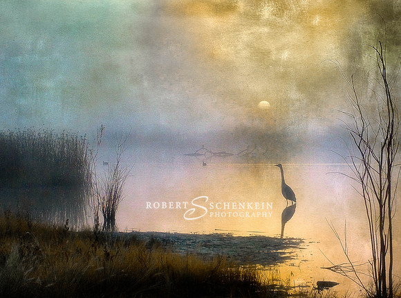 Bosque  (New Mexico) Heron